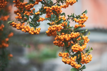 Close up, macro. Branches of yellow rowan in the autumn garden, strewn with bright berries. Copy space.の写真素材
