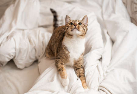 Close up. Playful white red kitten jumps on a white blanket.の写真素材
