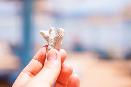 Close up. Sea coral on child's hand, beach background. Egypt, the Sinai Peninsula, Dahab.の写真素材