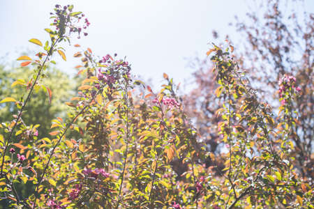 Close up. Branches of blossoming pink sakura. High resolution wallpaper.の写真素材