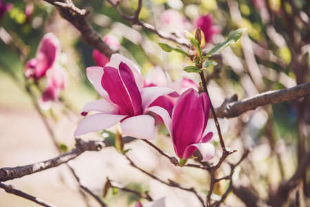 Close up, macro. Blooming purple-white magnolias. High resolution wallpaper.の写真素材