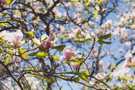 Close up, macro. Branches of blooming pink and white magnolias. High resolution wallpaper.の写真素材