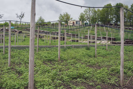 Business for growing snails. Snail farm. PERKO (Brassica napus), rapeseed field for snail feeding.の写真素材