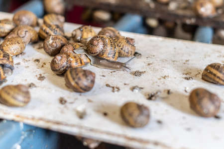 Close up. Snail farming business. Snails in a pen inside a barn.の写真素材