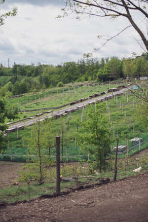Business for growing snails. Snail farm. PERKO (Brassica napus), rapeseed field for snail feeding. Vertical oriented.の写真素材