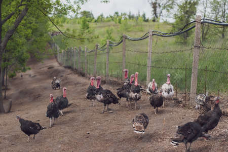 Farming. Growing poultry. Lots of turkeys in the corral outside.の写真素材