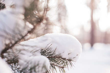 Close up, macro. Green pine branches in the snow. Dawn in the forest. Warm sunlight on the background.の写真素材