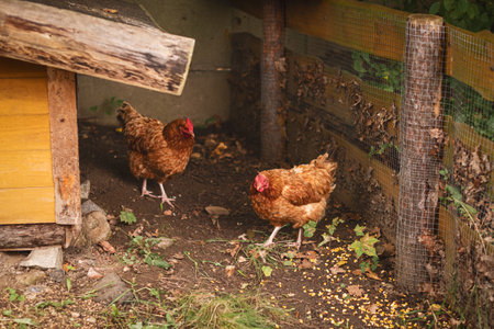 Two brown chickens in a chicken coopの写真素材