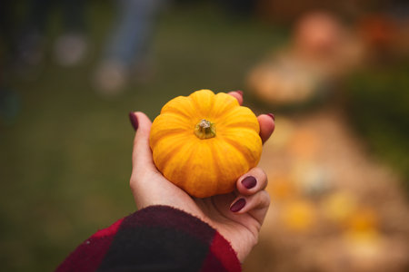 Close up, macro. A female hand in a burgundy shirt holds a small yellow pumpkin.の写真素材