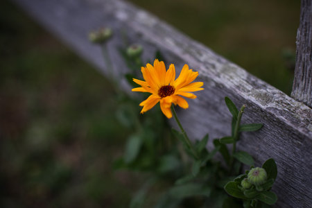 Close up, crop, macro. Bright orange heliopsis blooms near a wooden fence.の写真素材