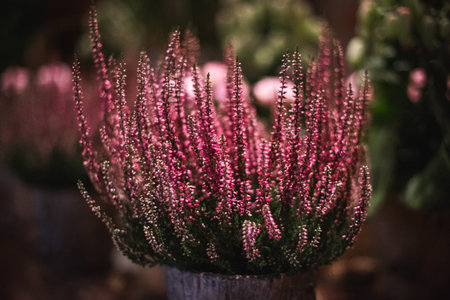 Close up, crop. Calluna vulgaris, common heather, ling in a pot. Blooming.の写真素材
