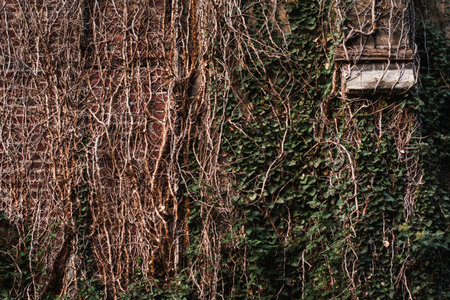 Close up, crop. An ancient brick wall, braided with ivy.の写真素材