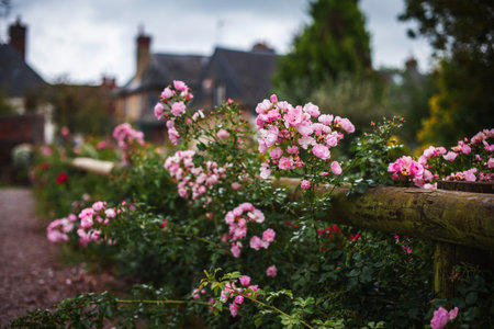 A picturesque street in a French village Beuvron-en-Auge. Blooming autumn roses near a wooden fence.の写真素材