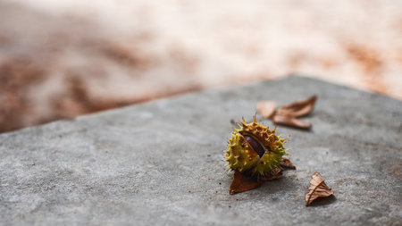 Close up, copy space, macro. On the parapet lies a ripe autumn chestnut, next to dry leaves. October.の写真素材