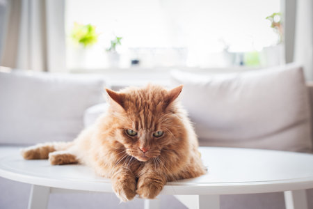 Close up. A cat in a modern living room interior. A portrait of a red Maine Coon cat lies on a white table next to a gray sofa.の写真素材