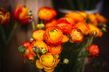 Close-up, macro. A bouquet of bright orange ranunculus.の写真素材