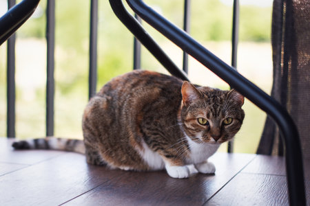 Close-up. Portrait of a brown cat with golden eyes lying on the terrace and looking.