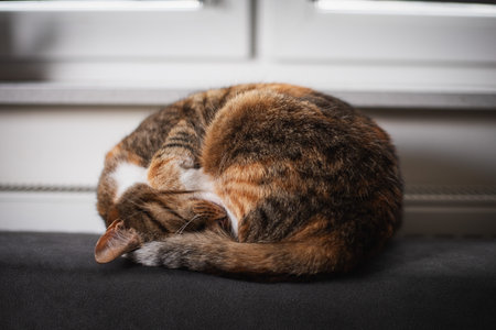 Close-up. The cat is sleeping by the battery, curled up in a ball.の写真素材