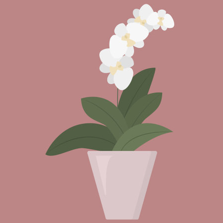 Homeplant in flower pot. Blooming white orchid. Tropical plant at homeのイラスト素材