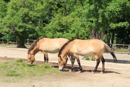 Horse  Zoo  Pragueの写真素材
