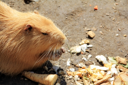 Nutria  Prague の写真素材