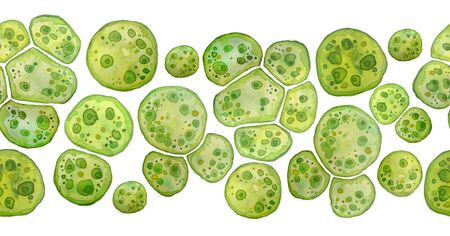 Unicellular green algae chlorella spirulina with large cells single-cells with lipid droplets.