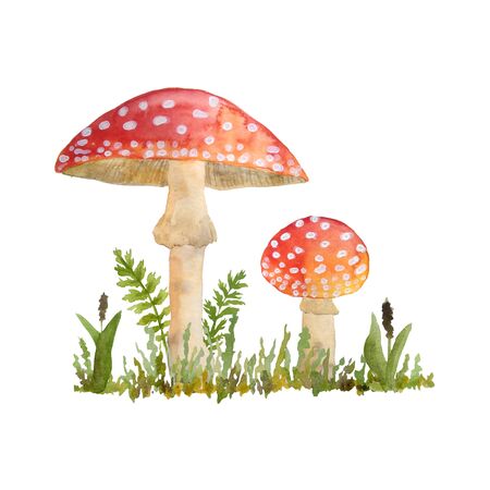 hand drawn watercolor dangerous scary poisonous mushrooms red Amanita muscaria. Wild fungus fungi from summer forest woodland in green grass berries keaves natural season perfect for halloween design textileの写真素材