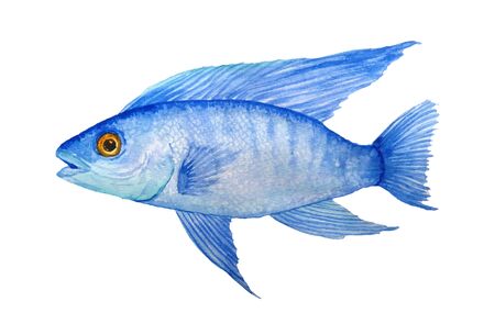 Watercolor hand drawn illustration of electric blue cichlid fresh water fish. Acquarium fish tank animal pet. Tropical aquascaping underwater hybrid peacock cichlid. Exotic environment cute bright designの写真素材