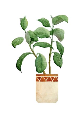 watercolor hand drawn illustration of fresh rubber ficus plant. For interior design nature lovers flower houseplant in brown clay terra cotta beige pot lush foliage urban tropical jungle in boho styleの写真素材