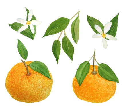 Watercolor hand drawn illustration of bright orange tangerine mandarine citrus fruits with vibrant green leaves and flowers. For food organic vegetarian labels, packaging. Natural design elements.の写真素材
