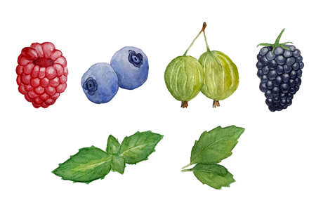Watercolor hand drawn illustration elements with raspberry blueberry bilberry blackberry gooseberry berries and mint leaves. Organic bright vibrant colors healthy fresh tasty food vegan vegatarian vitaminの写真素材