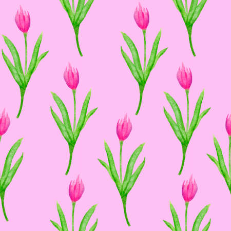 Watercolor hand drawn seamless pattern with pink tulip flowers green leaves on fuchsia background in pastel colors. Spring design in cartoon style for textile wrapping paper invitation cards.の写真素材