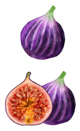 Hand drawn watercolor illustration of fig fruit. Fresh ripe purple juicy food, tropical vitamin...