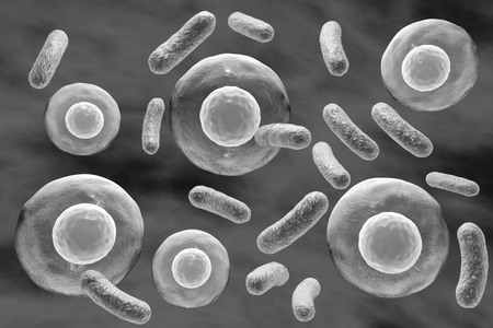 Black-and-white image of bacteria infecting human cells isolated on grey background, 3D illustrationの写真素材