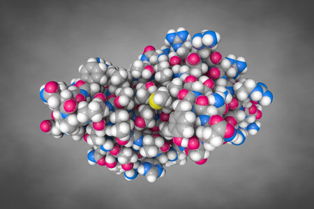 Fold of the core binding factor alpha. Atoms are shown as spheres with conventional color coding: carbon (grey), oxygen (red), hydrogen (white), nitrogen (blue), sulfur (yellow). 3d illustrationの写真素材