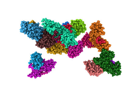 Space-filling molecular model of human interleukin-21 in complex with interleukin-21 receptor. Rendering with differently colored protein chains based on protein data bank entry 3tgx. 3d illustrationの写真素材