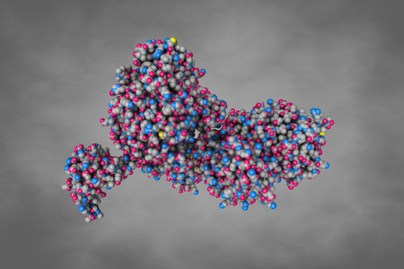 Penicillin-binding protein 2X (PBP 2X) acyl-enzyme complex. Space-filling molecular model. 3d illustrationの写真素材