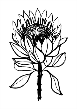 Black and white illustration Hand-drawn flowers isolated on white background Vector designのイラスト素材