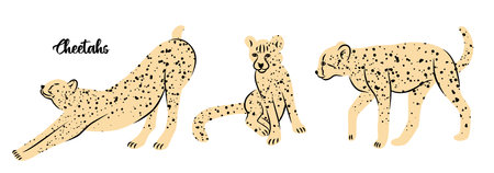 Vector set of cheetahs in different posesのイラスト素材