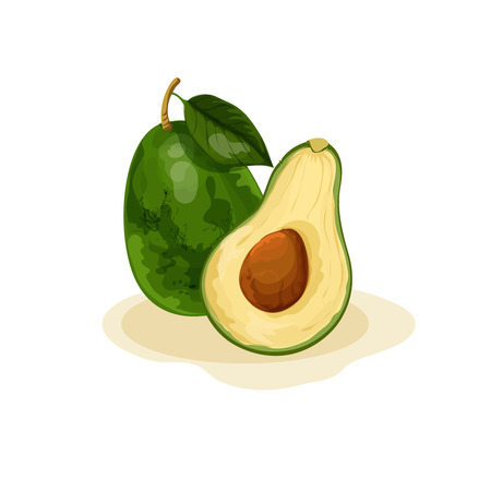 Vector tropical avocado fruitのイラスト素材