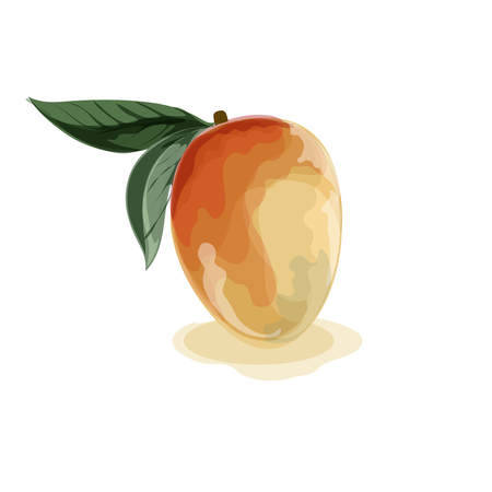 Vector tropical fruit illustrationのイラスト素材