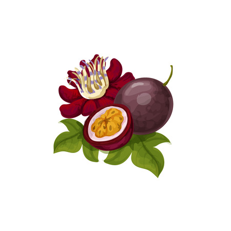 Vector tropical fruit illustrationのイラスト素材