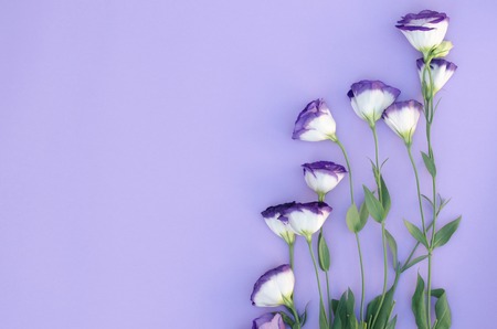 Purple eustoma on a purple background. There is a place for the design of the text or logo.の写真素材