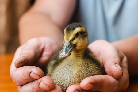 Newborn colored duck in the rough hands of the farmer.の写真素材