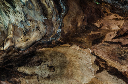 Wood texture, the core of the ash tree closeup