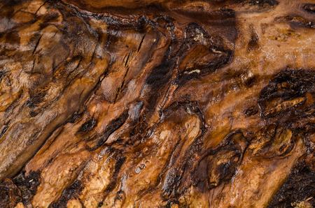 Wooden texture, oiled, the core of the ash treeの写真素材