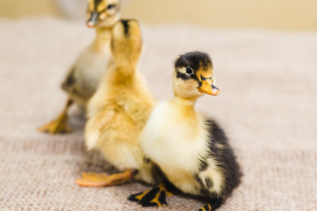 Three colored newborn duckling on linen clothの写真素材