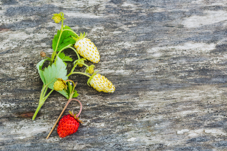 Red and white wild strawberry with green leaves on an old gray wooden tableの写真素材