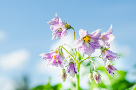 Lilac potato flowers against the blue sky background close-upの写真素材