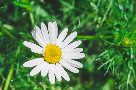 A flower of a camomile on a background of a green meadowの写真素材